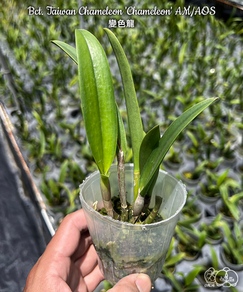 美琪園藝Miki Orchid - 批發專區